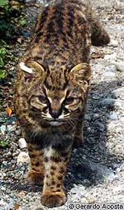 Кодкод, чилійська кішка (oncifelis felis guigna), кодкод зовнішній вигляд ареал батьківщина окрас розмір (felis) Кодкод, чилійська кішка (oncifelis felis guigna), кодкод зовнішній вигляд ареал батьківщина окрас розмір