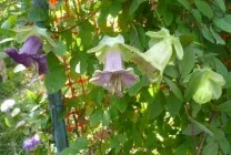Кобе (50 фото) сорти, догляд, вирощування на ділянці, на балконі, застосування в ландшафтному дизайні (балконі) Кобе (50 фото) сорти, догляд, вирощування на ділянці, на балконі, застосування в ландшафтному дизайні