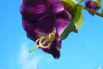 Кобе (50 фото) сорти, догляд, вирощування на ділянці, на балконі, застосування в ландшафтному дизайні (балконі) Кобе (50 фото) сорти, догляд, вирощування на ділянці, на балконі, застосування в ландшафтному дизайні