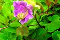 Кобе (50 фото) сорти, догляд, вирощування на ділянці, на балконі, застосування в ландшафтному дизайні (ділянці) Кобе (50 фото) сорти, догляд, вирощування на ділянці, на балконі, застосування в ландшафтному дизайні