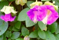 Кобе (50 фото) сорти, догляд, вирощування на ділянці, на балконі, застосування в ландшафтному дизайні (фото) Кобе (50 фото) сорти, догляд, вирощування на ділянці, на балконі, застосування в ландшафтному дизайні
