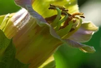 Кобе (50 фото) сорти, догляд, вирощування на ділянці, на балконі, застосування в ландшафтному дизайні (ділянці) Кобе (50 фото) сорти, догляд, вирощування на ділянці, на балконі, застосування в ландшафтному дизайні