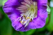 Кобе (50 фото) сорти, догляд, вирощування на ділянці, на балконі, застосування в ландшафтному дизайні (вирощування) Кобе (50 фото) сорти, догляд, вирощування на ділянці, на балконі, застосування в ландшафтному дизайні
