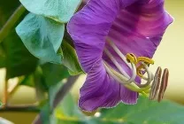 Кобе (50 фото) сорти, догляд, вирощування на ділянці, на балконі, застосування в ландшафтному дизайні (кобея) Кобе (50 фото) сорти, догляд, вирощування на ділянці, на балконі, застосування в ландшафтному дизайні