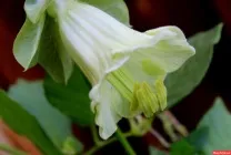 Кобе (50 фото) сорти, догляд, вирощування на ділянці, на балконі, застосування в ландшафтному дизайні (вирощування) Кобе (50 фото) сорти, догляд, вирощування на ділянці, на балконі, застосування в ландшафтному дизайні