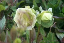Кобе (50 фото) сорти, догляд, вирощування на ділянці, на балконі, застосування в ландшафтному дизайні (кобея) Кобе (50 фото) сорти, догляд, вирощування на ділянці, на балконі, застосування в ландшафтному дизайні