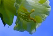 Кобе (50 фото) сорти, догляд, вирощування на ділянці, на балконі, застосування в ландшафтному дизайні (кобея) Кобе (50 фото) сорти, догляд, вирощування на ділянці, на балконі, застосування в ландшафтному дизайні