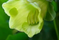 Кобе (50 фото) сорти, догляд, вирощування на ділянці, на балконі, застосування в ландшафтному дизайні (догляд) Кобе (50 фото) сорти, догляд, вирощування на ділянці, на балконі, застосування в ландшафтному дизайні