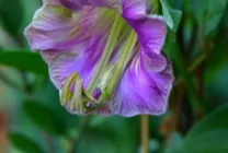 Кобе (50 фото) сорти, догляд, вирощування на ділянці, на балконі, застосування в ландшафтному дизайні (фото) Кобе (50 фото) сорти, догляд, вирощування на ділянці, на балконі, застосування в ландшафтному дизайні