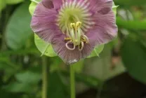 Кобе (50 фото) сорти, догляд, вирощування на ділянці, на балконі, застосування в ландшафтному дизайні (ділянці) Кобе (50 фото) сорти, догляд, вирощування на ділянці, на балконі, застосування в ландшафтному дизайні