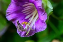 Кобе (50 фото) сорти, догляд, вирощування на ділянці, на балконі, застосування в ландшафтному дизайні (фото) Кобе (50 фото) сорти, догляд, вирощування на ділянці, на балконі, застосування в ландшафтному дизайні