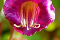 Кобе (50 фото) сорти, догляд, вирощування на ділянці, на балконі, застосування в ландшафтному дизайні (догляд) Кобе (50 фото) сорти, догляд, вирощування на ділянці, на балконі, застосування в ландшафтному дизайні