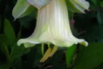 Кобе (50 фото) сорти, догляд, вирощування на ділянці, на балконі, застосування в ландшафтному дизайні (кобея) Кобе (50 фото) сорти, догляд, вирощування на ділянці, на балконі, застосування в ландшафтному дизайні