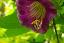 Кобе (50 фото) сорти, догляд, вирощування на ділянці, на балконі, застосування в ландшафтному дизайні (балконі) Кобе (50 фото) сорти, догляд, вирощування на ділянці, на балконі, застосування в ландшафтному дизайні