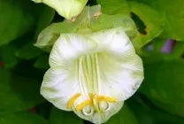 Кобе (50 фото) сорти, догляд, вирощування на ділянці, на балконі, застосування в ландшафтному дизайні (балконі) Кобе (50 фото) сорти, догляд, вирощування на ділянці, на балконі, застосування в ландшафтному дизайні
