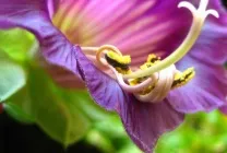 Кобе (50 фото) сорти, догляд, вирощування на ділянці, на балконі, застосування в ландшафтному дизайні (вирощування) Кобе (50 фото) сорти, догляд, вирощування на ділянці, на балконі, застосування в ландшафтному дизайні