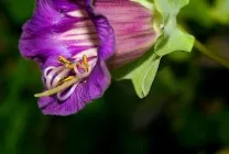 Кобе (50 фото) сорти, догляд, вирощування на ділянці, на балконі, застосування в ландшафтному дизайні (балконі) Кобе (50 фото) сорти, догляд, вирощування на ділянці, на балконі, застосування в ландшафтному дизайні