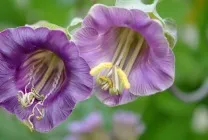 Кобе (50 фото) сорти, догляд, вирощування на ділянці, на балконі, застосування в ландшафтному дизайні (вирощування) Кобе (50 фото) сорти, догляд, вирощування на ділянці, на балконі, застосування в ландшафтному дизайні
