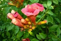Кобе (50 фото) сорти, догляд, вирощування на ділянці, на балконі, застосування в ландшафтному дизайні (ділянці) Кобе (50 фото) сорти, догляд, вирощування на ділянці, на балконі, застосування в ландшафтному дизайні