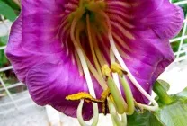 Кобе (50 фото) сорти, догляд, вирощування на ділянці, на балконі, застосування в ландшафтному дизайні (фото) Кобе (50 фото) сорти, догляд, вирощування на ділянці, на балконі, застосування в ландшафтному дизайні