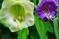 Кобе (50 фото) сорти, догляд, вирощування на ділянці, на балконі, застосування в ландшафтному дизайні (ділянці) Кобе (50 фото) сорти, догляд, вирощування на ділянці, на балконі, застосування в ландшафтному дизайні