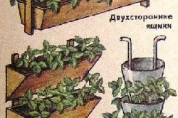 Полуниця в ящиках вирощування вертикальне (вирощування) Полуниця в ящиках вирощування вертикальне