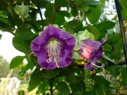 Кобе (50 фото) сорти, догляд, вирощування на ділянці, на балконі, застосування в ландшафтному дизайні (вирощування) Кобе (50 фото) сорти, догляд, вирощування на ділянці, на балконі, застосування в ландшафтному дизайні