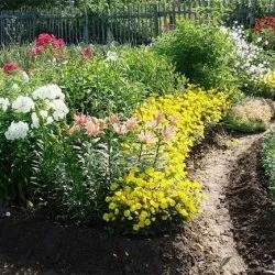 Клумба безперервного цвітіння з багаторічників і однорічників своїми руками схеми і фото (безперервного) Клумба безперервного цвітіння з багаторічників і однорічників своїми руками схеми і фото