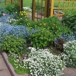 Клумба безперервного цвітіння з багаторічників і однорічників своїми руками схеми і фото (клумба) Клумба безперервного цвітіння з багаторічників і однорічників своїми руками схеми і фото