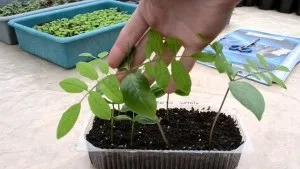 Кобе вирощування з насіння в домашніх умовах (насіння) Кобе вирощування з насіння в домашніх умовах