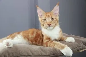Клички для мейн кунів хлопчиків (котів) і дівчаток (кішок) (клички для дівчаток) Клички для мейн кунів хлопчиків (котів) і дівчаток (кішок)