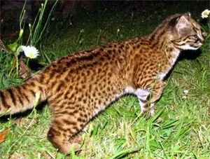 Кодкод, чилійська кішка (oncifelis felis guigna), кодкод зовнішній вигляд ареал батьківщина окрас розмір (кодкод) Кодкод, чилійська кішка (oncifelis felis guigna), кодкод зовнішній вигляд ареал батьківщина окрас розмір