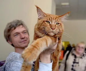 Клички для мейн кунів хлопчиків (котів) і дівчаток (кішок) (клички) Клички для мейн кунів хлопчиків (котів) і дівчаток (кішок)