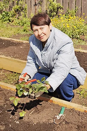 Полуниця вирощування і догляд (догляд) Полуниця вирощування і догляд