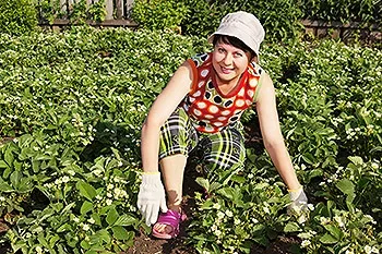 Полуниця вирощування і догляд (догляд) Полуниця вирощування і догляд