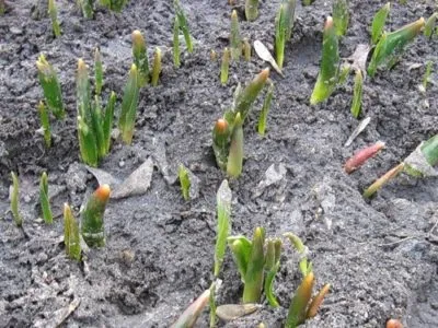 Клумба з тюльпанів і нарцисів як красиво посадити квіти (квіти) Клумба з тюльпанів і нарцисів як красиво посадити квіти