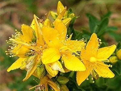 Клумба-аптечка на дачній ділянці як вирощувати лікувальні трави
