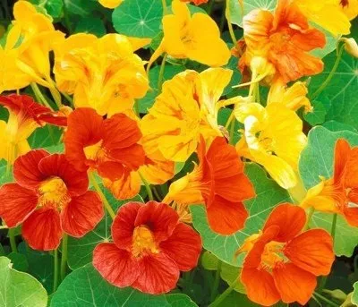 Клумба-аптечка на дачній ділянці як вирощувати лікувальні трави