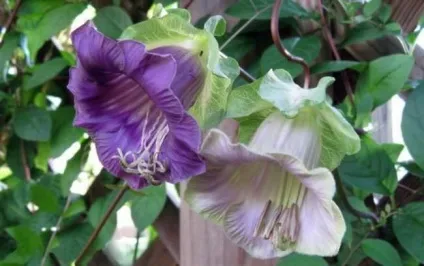 Кобе (50 фото) сорти, догляд, вирощування на ділянці, на балконі, застосування в ландшафтному дизайні (вирощування) Кобе (50 фото) сорти, догляд, вирощування на ділянці, на балконі, застосування в ландшафтному дизайні