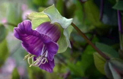 Кобе (50 фото) сорти, догляд, вирощування на ділянці, на балконі, застосування в ландшафтному дизайні (балконі) Кобе (50 фото) сорти, догляд, вирощування на ділянці, на балконі, застосування в ландшафтному дизайні