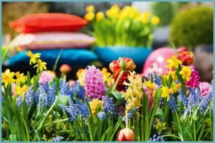 Клумба безперервного цвітіння з багаторічників і однорічників своїми руками схеми і фото (клумба) Клумба безперервного цвітіння з багаторічників і однорічників своїми руками схеми і фото