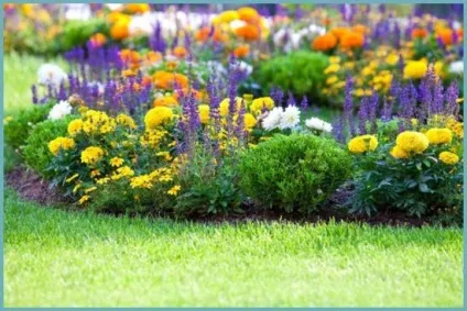 Клумба безперервного цвітіння з багаторічників і однорічників своїми руками схеми і фото (клумба) Клумба безперервного цвітіння з багаторічників і однорічників своїми руками схеми і фото