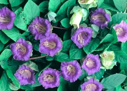 Кобе (50 фото) сорти, догляд, вирощування на ділянці, на балконі, застосування в ландшафтному дизайні (фото) Кобе (50 фото) сорти, догляд, вирощування на ділянці, на балконі, застосування в ландшафтному дизайні