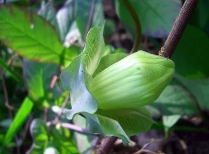 Кобе (50 фото) сорти, догляд, вирощування на ділянці, на балконі, застосування в ландшафтному дизайні (балконі) Кобе (50 фото) сорти, догляд, вирощування на ділянці, на балконі, застосування в ландшафтному дизайні