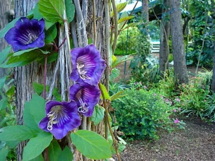Кобе (50 фото) сорти, догляд, вирощування на ділянці, на балконі, застосування в ландшафтному дизайні (ділянці) Кобе (50 фото) сорти, догляд, вирощування на ділянці, на балконі, застосування в ландшафтному дизайні