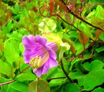 Кобе (50 фото) сорти, догляд, вирощування на ділянці, на балконі, застосування в ландшафтному дизайні (вирощування) Кобе (50 фото) сорти, догляд, вирощування на ділянці, на балконі, застосування в ландшафтному дизайні