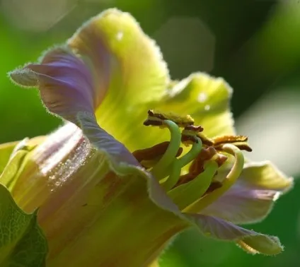 Кобе (50 фото) сорти, догляд, вирощування на ділянці, на балконі, застосування в ландшафтному дизайні (догляд) Кобе (50 фото) сорти, догляд, вирощування на ділянці, на балконі, застосування в ландшафтному дизайні