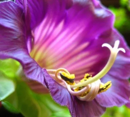 Кобе (50 фото) сорти, догляд, вирощування на ділянці, на балконі, застосування в ландшафтному дизайні (кобея) Кобе (50 фото) сорти, догляд, вирощування на ділянці, на балконі, застосування в ландшафтному дизайні