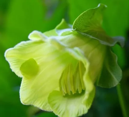 Кобе (50 фото) сорти, догляд, вирощування на ділянці, на балконі, застосування в ландшафтному дизайні (догляд) Кобе (50 фото) сорти, догляд, вирощування на ділянці, на балконі, застосування в ландшафтному дизайні