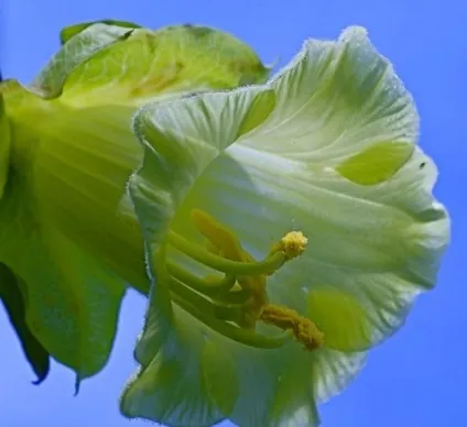 Кобе (50 фото) сорти, догляд, вирощування на ділянці, на балконі, застосування в ландшафтному дизайні (догляд) Кобе (50 фото) сорти, догляд, вирощування на ділянці, на балконі, застосування в ландшафтному дизайні